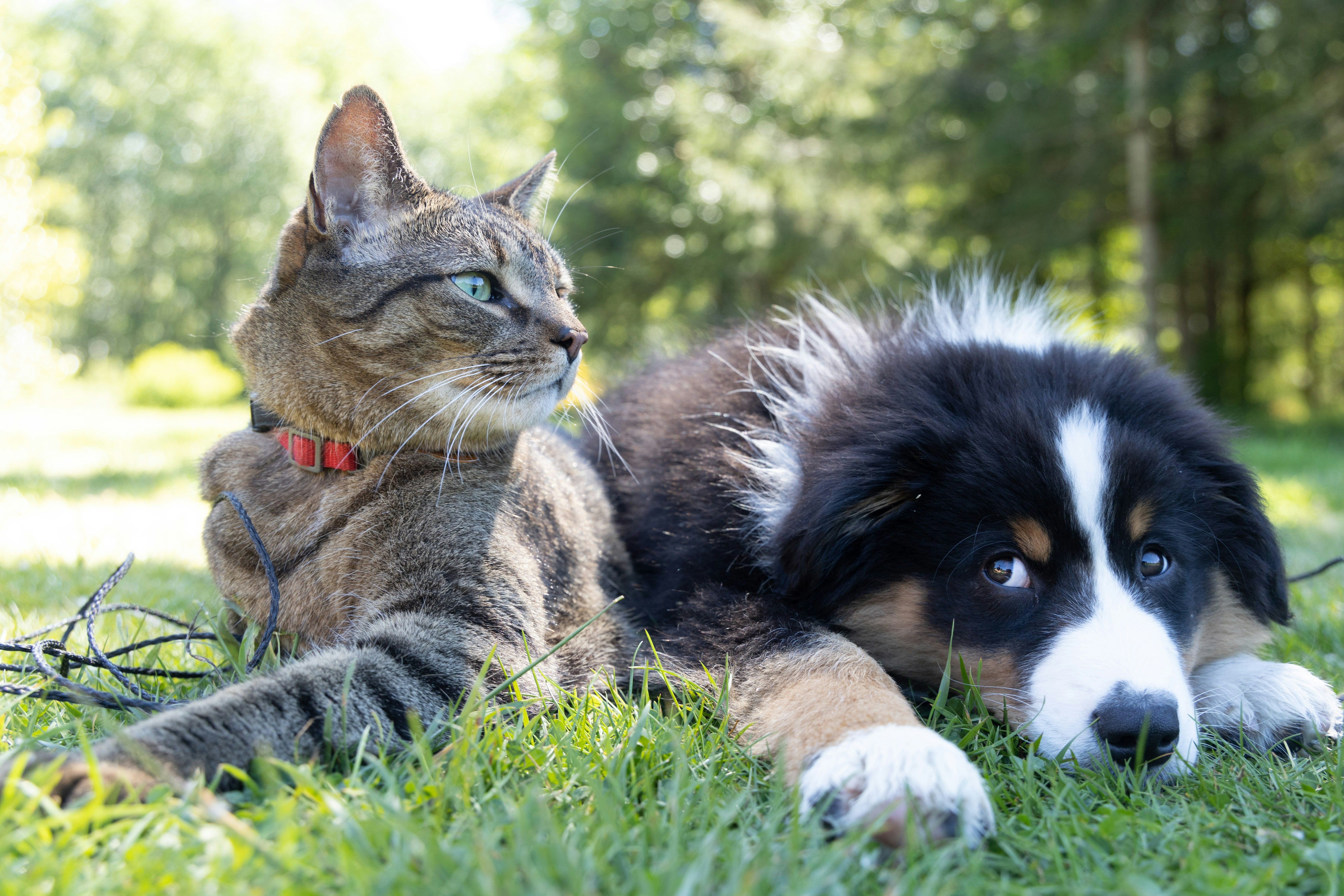 Taking Care of Your Pets after You’re Gone