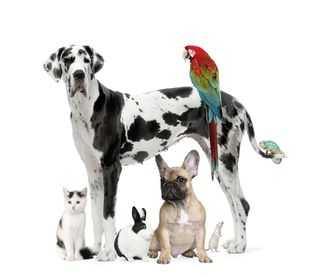 Bigstock-Group-Of-Pets--Dog-cat-Bird--4788629