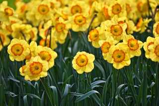 Daffodils 🌼